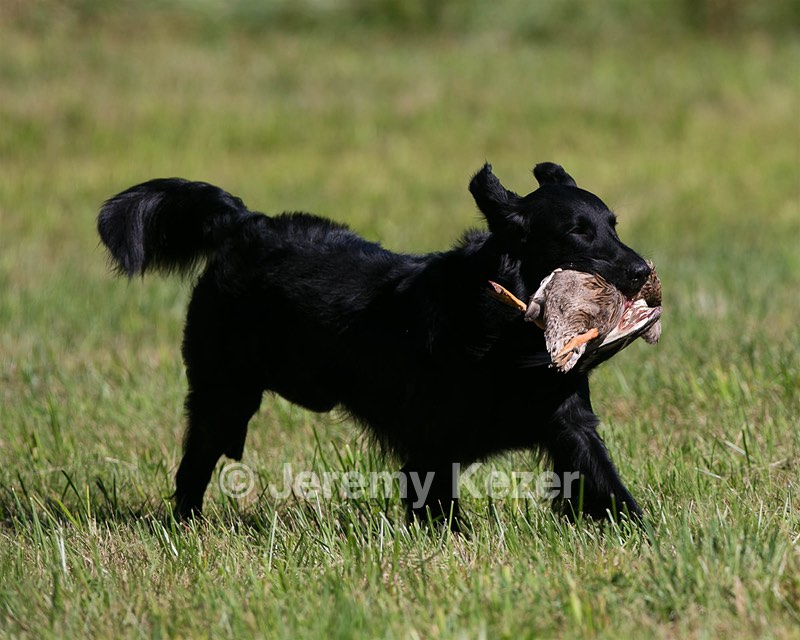 Gunner McCluer