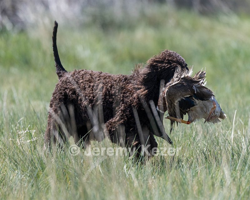 Ghillie