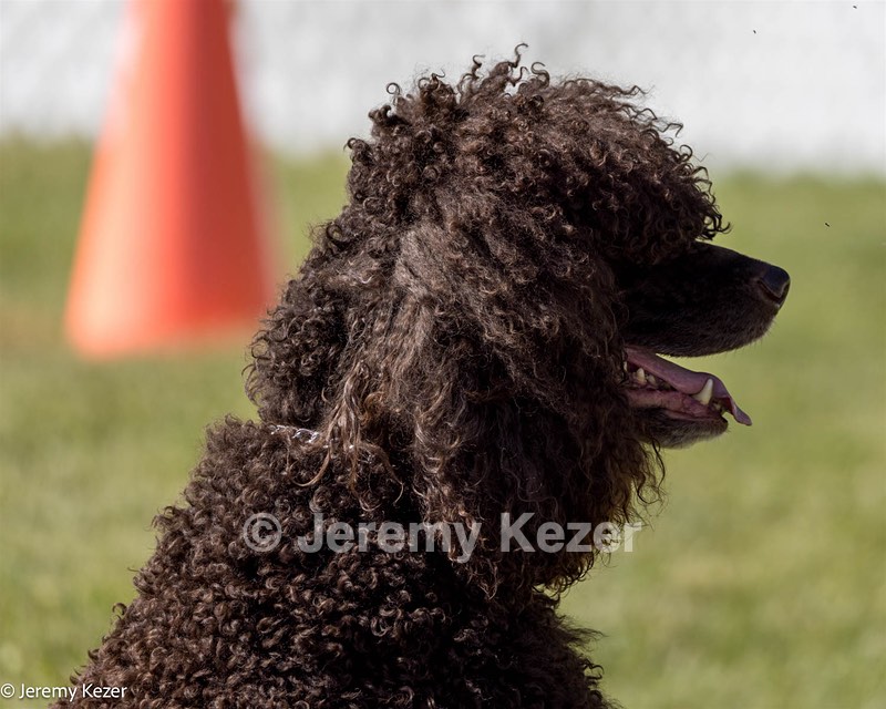 09 - GCH CH Brekkon's First Mark BN RN CGC TKN
