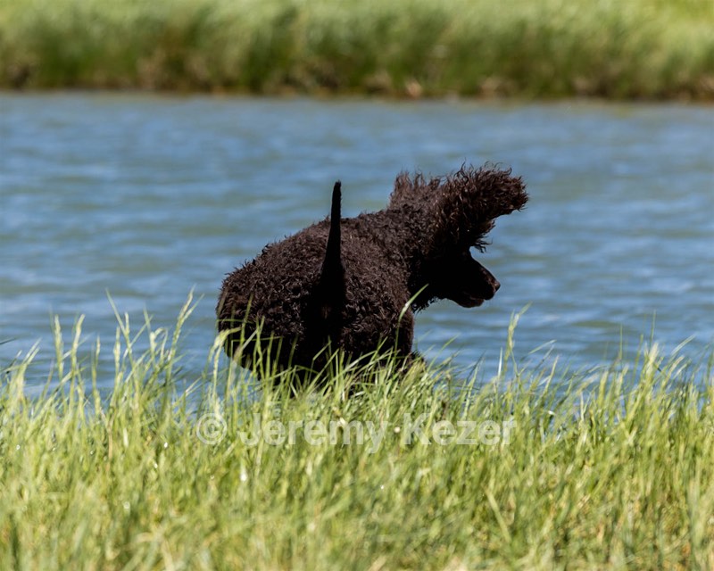 Ghillie