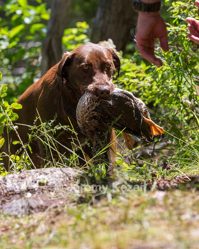 Ava