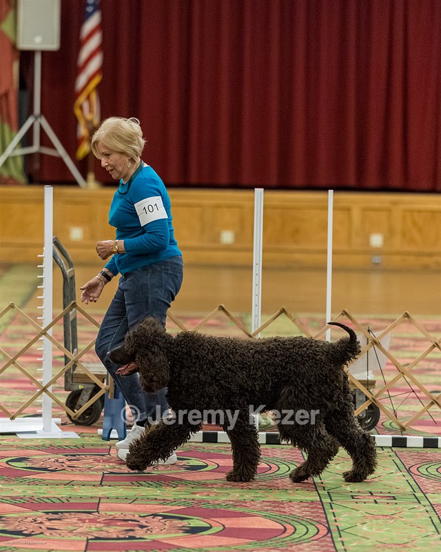101 - GCH CASTLEHILL'S RAMBLIN' RAFAEL O'CRISPIN BN RA CGCA TKI (Raffi)