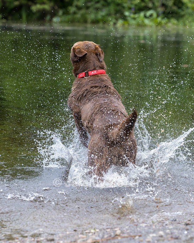 Molly Stauning
