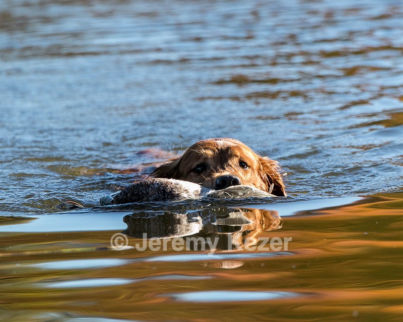 Piper