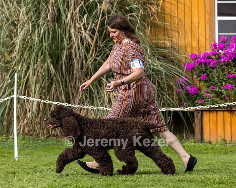 11 - GCH CH BREKKON'S FIRST MARK BN RN CGC TKN