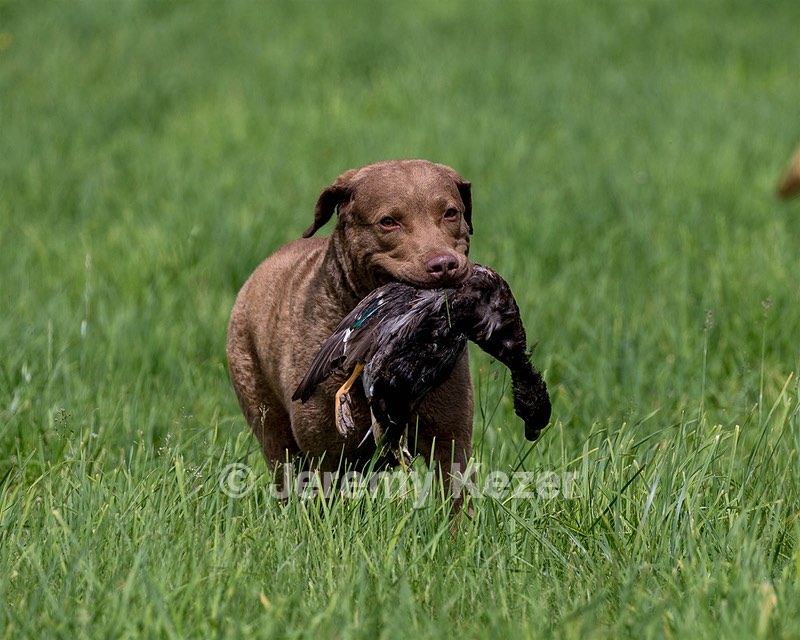 Hunter Law