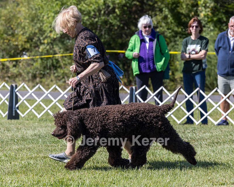 07 - GCH CH CASTLEHILL'S RAMBLIN' RAFAEL O'CRISPIN BN (Rafi)