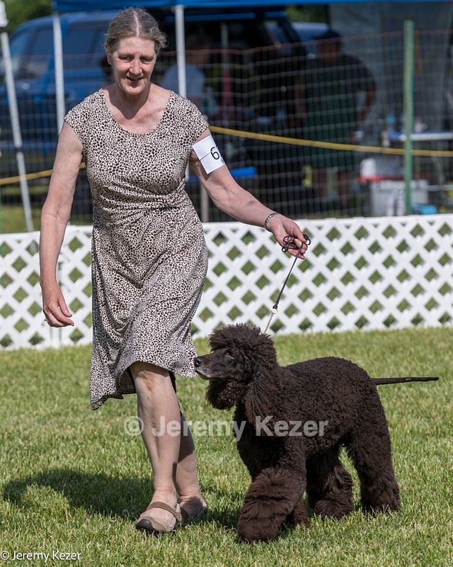 62 - GCH CH Chantico's Dark And Stormy BN RN (Kiera)