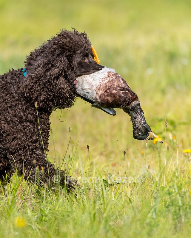 Ghillie Kezer