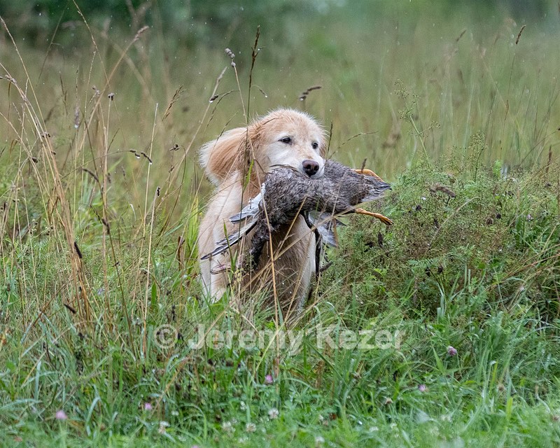 Charm Schapp