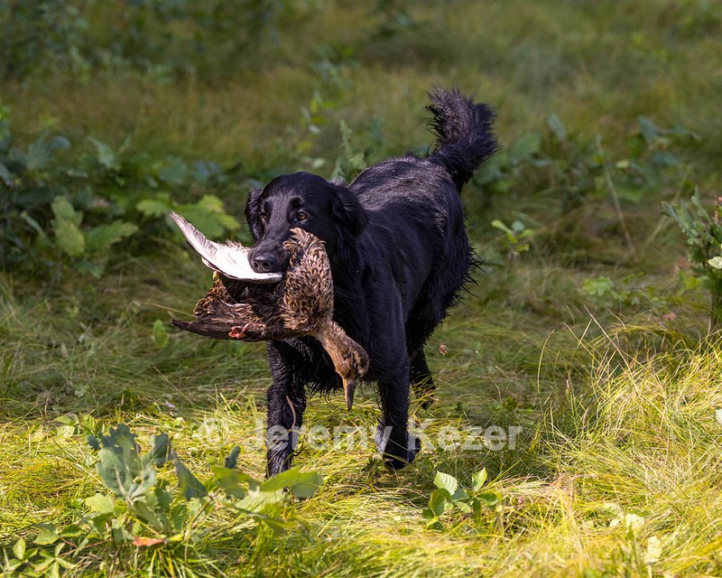 Ziva