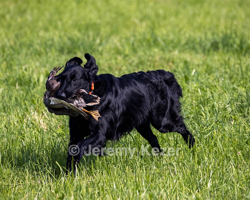 Crusoe Kuchinos