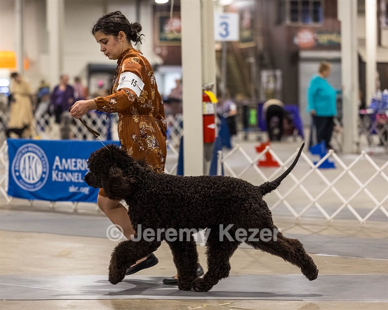 15 - CH POOLE'S IDE DARK KNIGHT (Oscar)