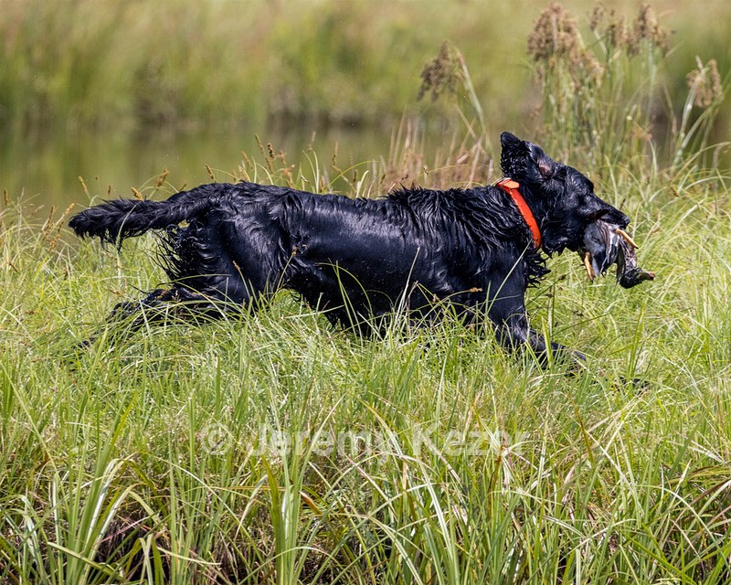 Crusoe Kuchinos