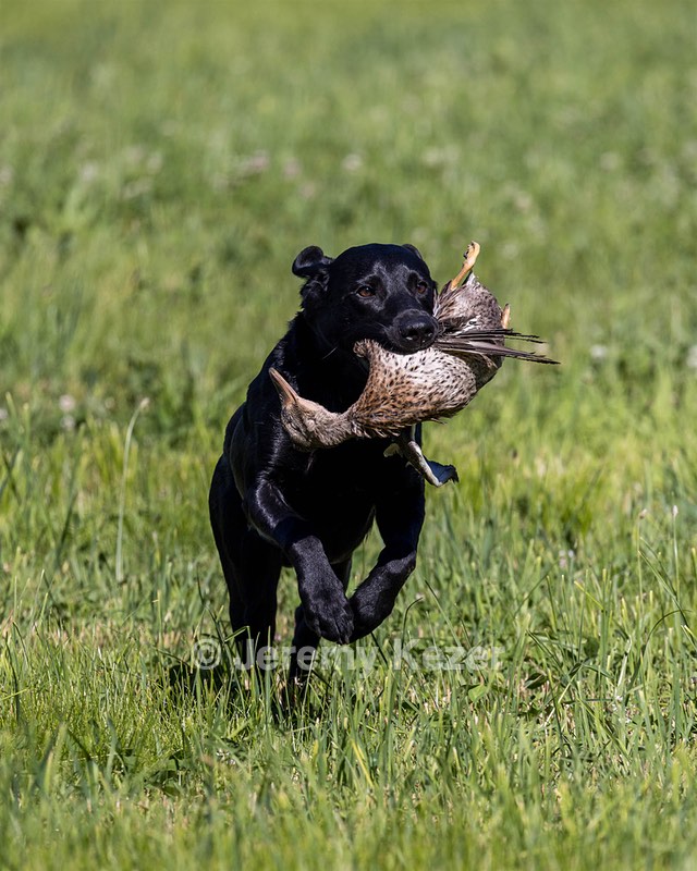 Bear Balderacchi