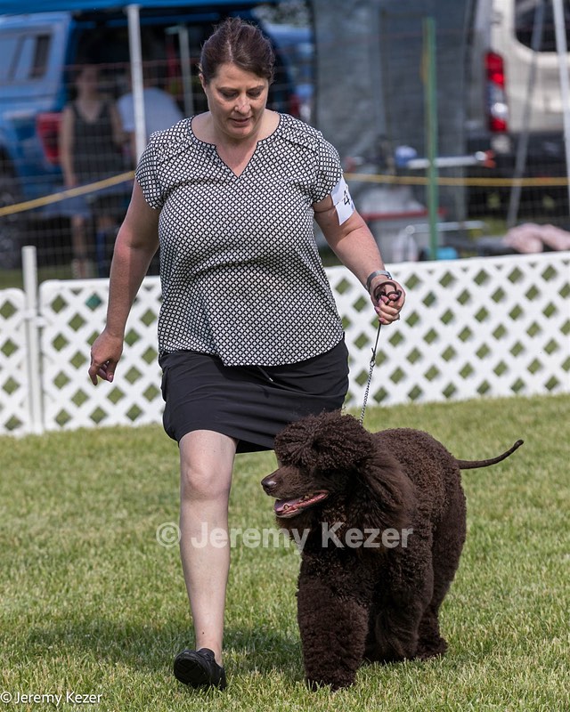 41 - GCH CH Brekkon's First Mark BN RN CGC TKN