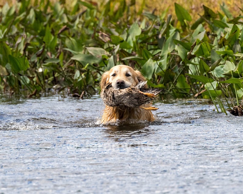 Ghillie Deresienska
