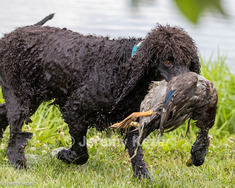 Ghillie