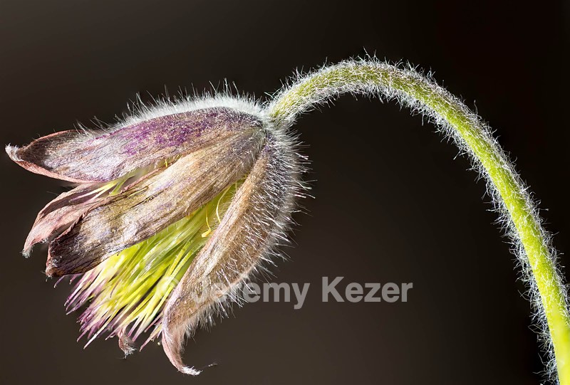 Pulsatilla, Amesbury, MA