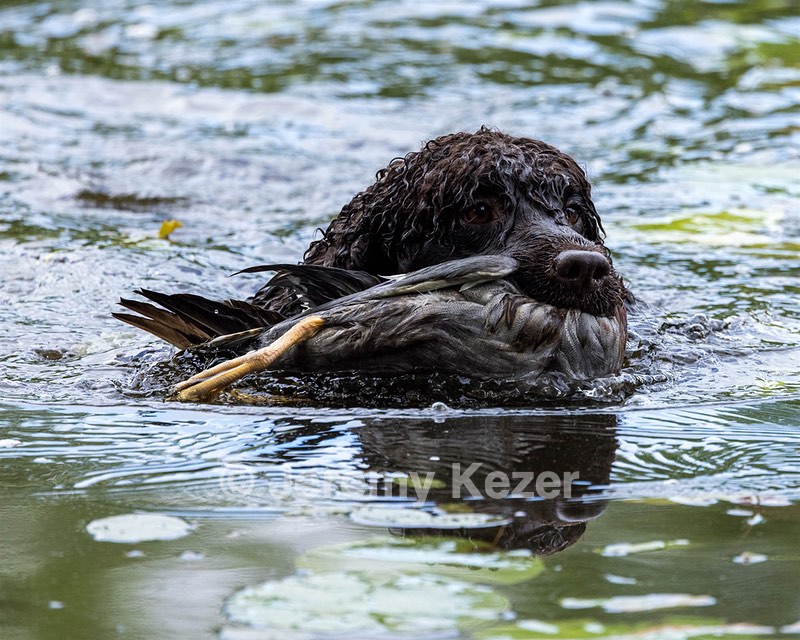 Ghillie Kezer