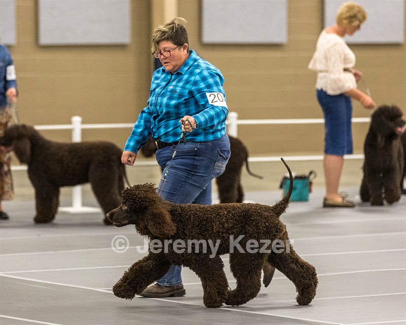 204 - CH Brekkon’s Brown Eyed Girl At Flintcrest DJ CGC TKN FTI
