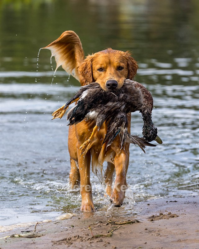 Moose Curtis