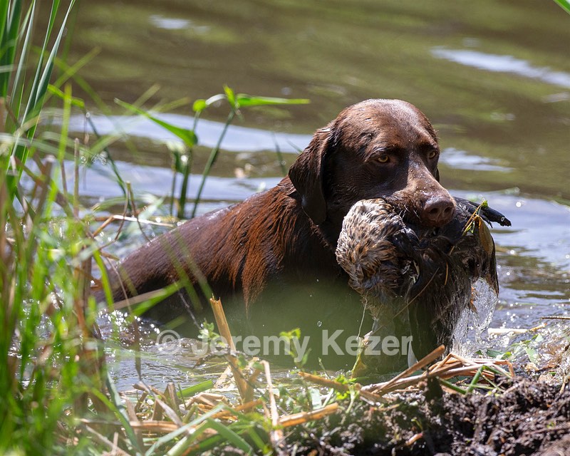 Otter Donlon