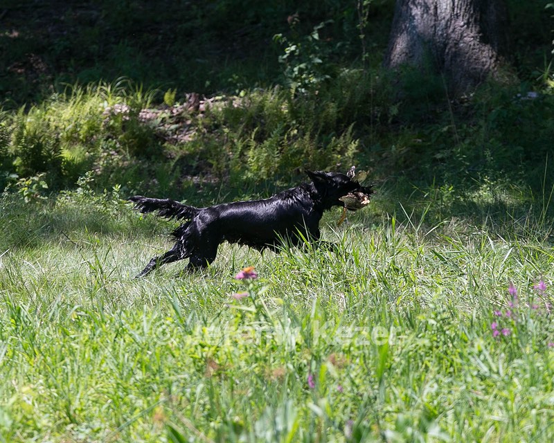 Onyx Klein