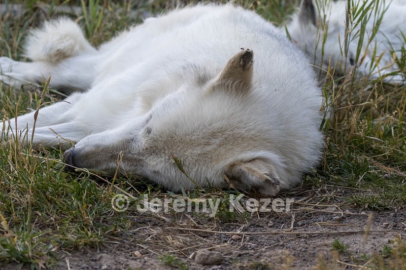 Grizzly & Wolf Discovery Center, West Yellowstone