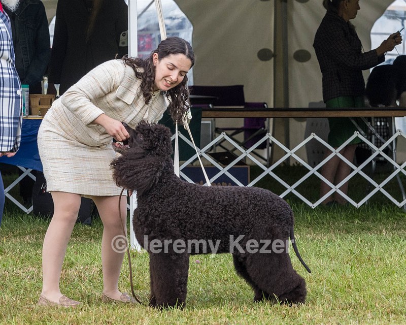 20 - GCHS CH POOLE'S IDE SAY NO MORE OHS CD RE JH DS (Simone)