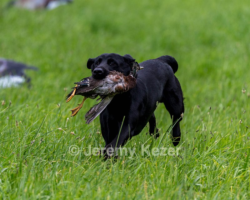 T. Riebel