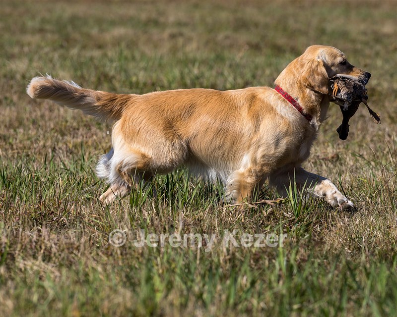 Meadow