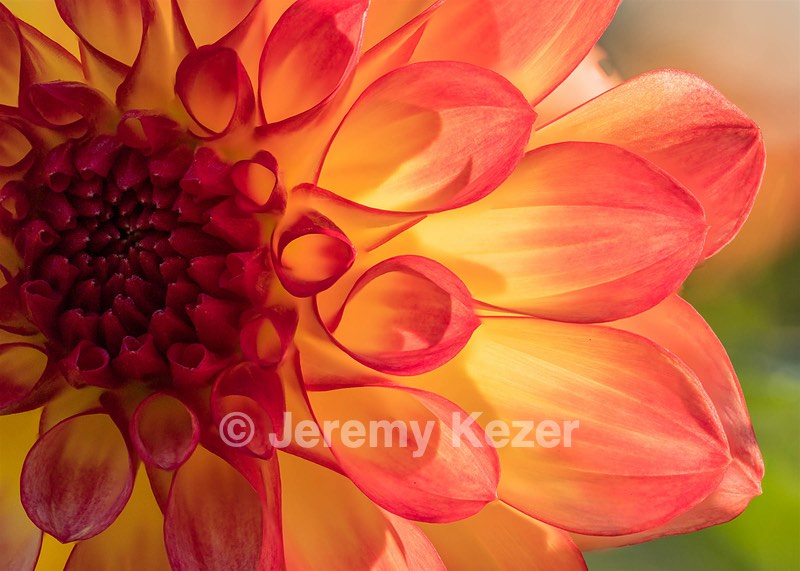 Dahlia