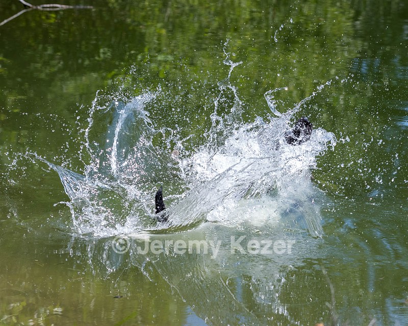 Otter Marro