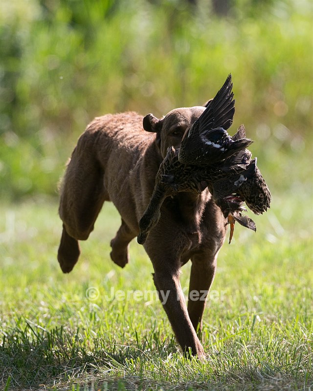 Mocha Barrett
