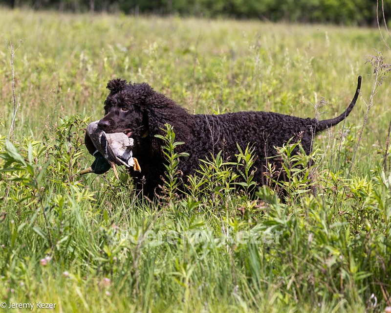 Ripley