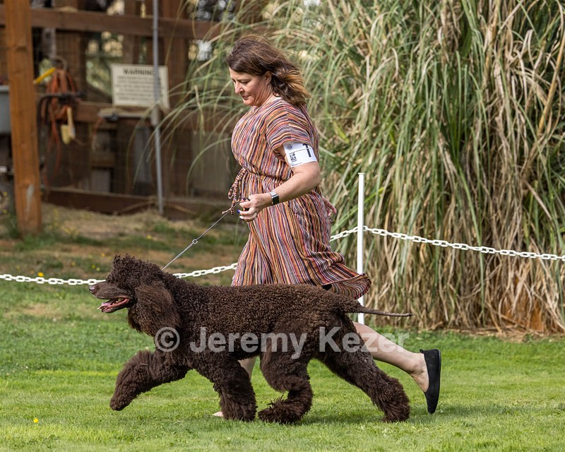 11 - GCH CH BREKKON'S FIRST MARK BN RN CGC TKN