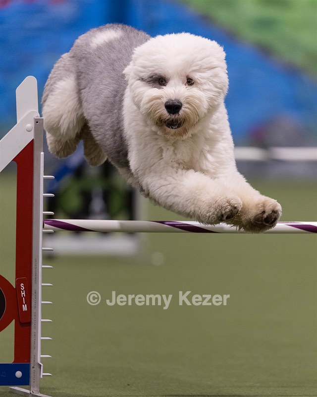 Yoshi Mabardy
