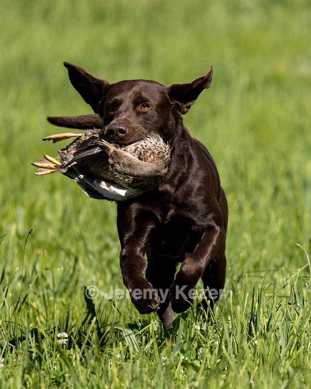 Otter Donlon
