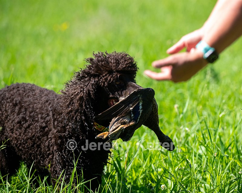 Ghillie Kezer