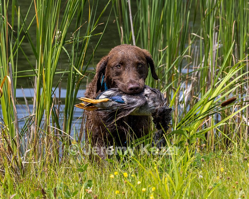 Tempo McCall