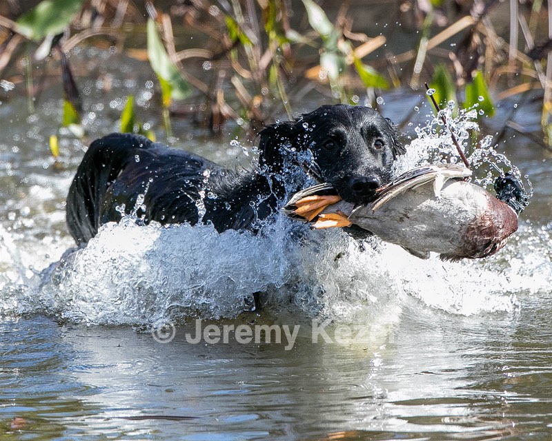 Splash