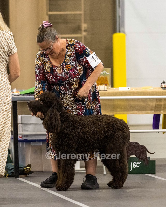 17 - Ballyhoo’s V Finnegan Mcneill BN FDC CA BCAT DS DJ CGCA TKN VHMA JH JHU WD