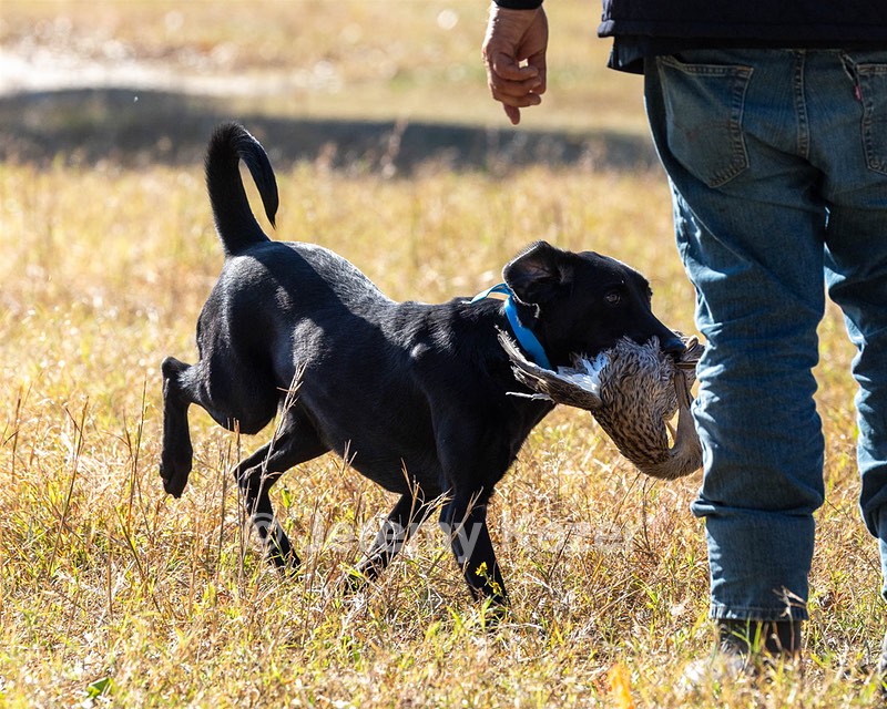 jessie robertson