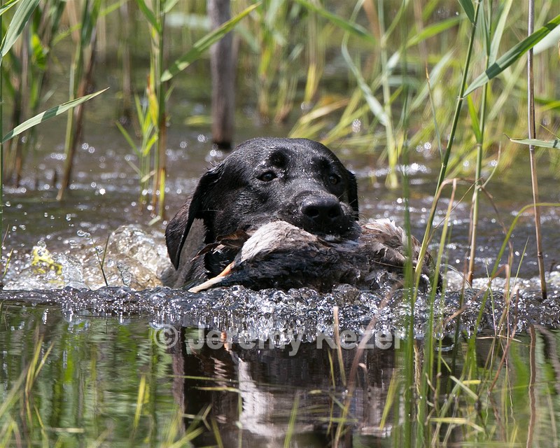 Moose Planty