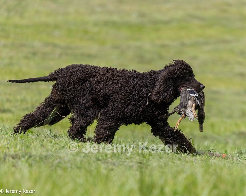 Arrow Kezer