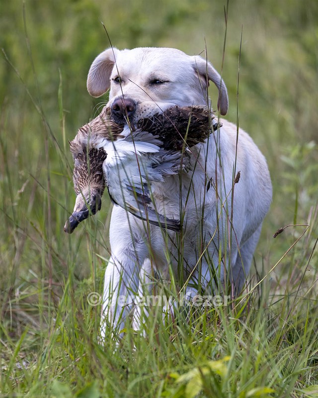 Darlin Wolf
