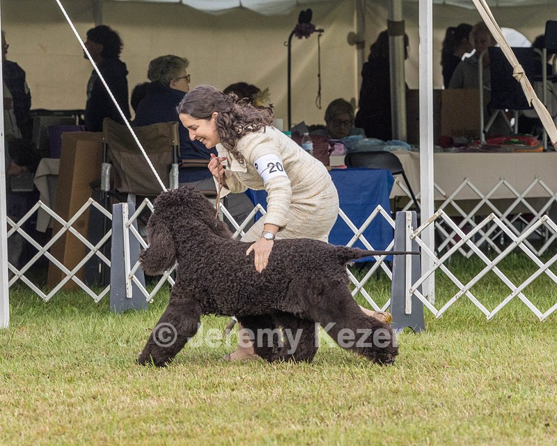 20 - GCHS CH POOLE'S IDE SAY NO MORE OHS CD RE JH DS (Simone)