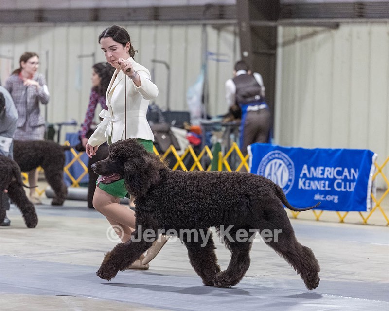 09 - GCH CH POOLE'S IDE RIPTIDE RI DS CGC (Rip)