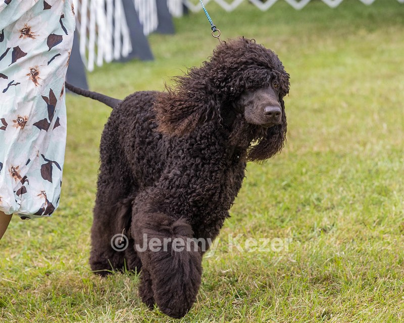 24 - POOLE'S IDE MODERN LOVE CGC (Remi)